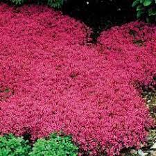 Red Creeping Thyme Border Containers Ground Cover Just A Few Inches High The Plant Is Densely Covered With Red Creeping Thyme Creeping Thyme Thyme Plant