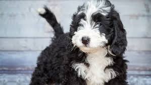 He is now a welcome and much loved addition to his new family. Bernedoodle Dog Breed Information Purina