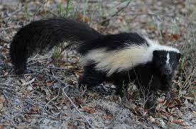 Boil a chopped onion, a chopped jalapeno, and 1 tablespoon of cayenne pepper in 2 quarts of water for about 20 minutes. How To Get Rid Of Skunks Forget About Them Forever Pestkilled