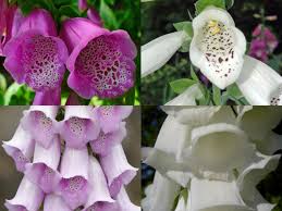 Image result for Digitalis purpurea alba/ red spots