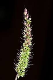 Image result for Setaria verticillata