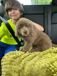 Her very first school competition entry — every seed placed with care,  every color chosen with love. 🦚🎨 But when the judging ended, no one even  looked twice. Now she sits quietly,