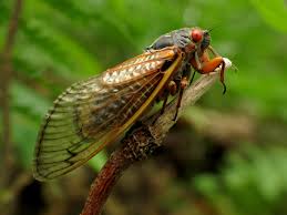 A bacterium, after being deflated by a cicada wing's array of a team of spanish and australian scientists examined the cicada's wings using a microscope, and. Dissolvable Nanofabrication Method Inspired By Cicada Wings Innovation Asknature