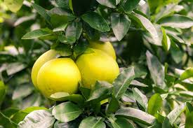 The trees produce delicious fruit in the summer. Rutaceae Plant Family Britannica