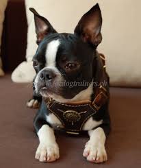 hundeausstattung fur boston terrier
