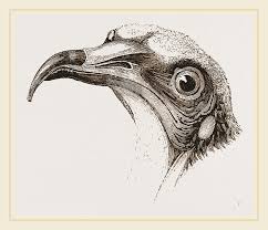 The egyptian vulture is the second vulture that can be befriended by the player. Head Of Egyptian Vulture Drawing By Litz Collection