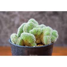Check spelling or type a new query. à¹à¸„à¸„à¸• à¸ª à¸à¸£à¸°à¸šà¸­à¸‡à¹€à¸žà¸Šà¸£ à¹à¸¡à¸¡à¸¡ à¸¥à¸¥à¸²à¹€à¸£ à¸¢ à¸„à¸­à¸¡à¹€à¸žà¸£à¸ªà¸‹ à¸² à¹‚à¸¢à¸ à¸‡ à¸„à¸£ à¸ªà¸•à¸²à¸• à¸² Mammillaria Compressa Cv Yokan Cristata Shopee Thailand