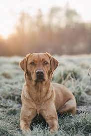 Burn Alpha And He Has No Mate He Is A Strong Leader And Has Won Every Fight He Has A Big Land And He Loves His Pack Wilde Hunde Ausgestopftes Tier