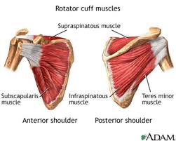 The anatomy of the shoulder is very complex because of the multiple joints that it consists of, the dozens of the majority of the muscle belly and tendon is covered by the deltoid muscle group. Rotator Cuff Tendinitis Lurie Children S