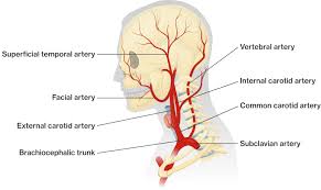 The carotid arteries can be felt on each side of the lower neck, immediately below the angle of the jaw. Blood Vessels Of The Head And Neck Course Hero