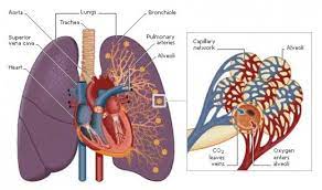 Understanding The Essential Role Of Deep Breathing In Exercise Heart And Lungs Diagram Excretory System Respiratory