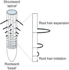 Check spelling or type a new query. Root Hair An Overview Sciencedirect Topics