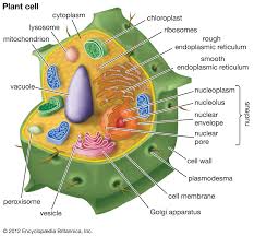 Where, prokaryotes are just bacteria and archaea to check if you have understood the cell parts, draw a blank animal cell diagram and try to fill in the different parts without referring to the labeled one given. Plant Cell Definition Characteristics Facts Britannica