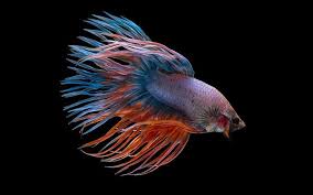 The heart is responsible for pumping blood through their body and maintaining blood pressure. 12 Of The Coolest Types Of Betta Fish Fish Care Guide