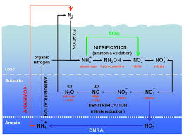 aquarium nitrogen cycle cycling methods ammonia nitrates