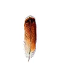 Red Tailed Hawk Feather Original Watercolor Feather Study Etsy Hawk Feathers Feather Tattoos Red Tailed Hawk Feather