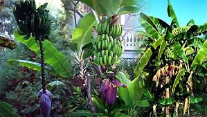 Image result for Musa paradisiaca