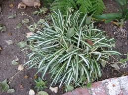 Image result for Chlorophytum lancifolium