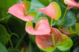 Color Change In Anthuriums Why Did My Anthurium Flowers Turn Green