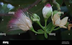 Image result for Lecythidaceae