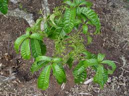 Image result for Rauvolfia mannii