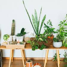 Indoor flowers for small pots. 21 Small Indoor Houseplants 2021 Small Plants That Won T Take Up Space