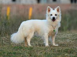 When it comes to teacup breeds, there is a lot of controversy, too. Indian Spitz Wikipedia