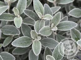 Image result for Senecio greenwayi
