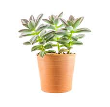 Check spelling or type a new query. Espoma Give Succulents Some Light Espoma