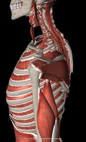 You Can Live A Strong Fit And Happy Life Without Doing Pull Downs Behind The Neck If Your Shoulders Co Rotator Cuff Senior Fitness Heart Disease Prevention