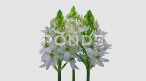 Time Lapse Of Opening Snowflake Flower 4k With Alpha Channel Stock Footage Opening Snowflake Time Lapse Alpha Channel Flowers Newsletter Design Templates