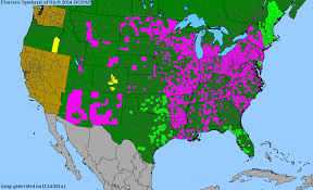 Image result for Cuscuta cassytoides