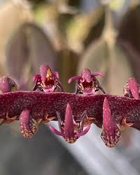 Image result for Bulbophyllum scaberulum