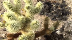 Temperatures are most comfortable in the spring and fall, with an average high and low of 85°f and 50°f. Cholla Cactus Garden In Joshua Tree National Park Youtube