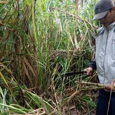 Hallo, terimakasih sudah menyaksikan video dari 78 farm jogja berikut ini. Bibit Rumput Zanzibar Shopee Indonesia