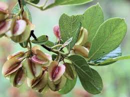 Image result for Combretum