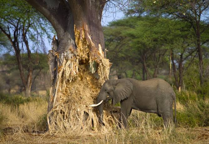 5 Days Tarangire, Manyara & Ngorongoro Safari Gallery