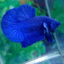 Plakat Super Blue Betta Betta Fish Betta Tank