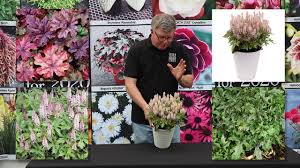 Sold as jumbo 1 quart pots. Tiarella Pink Skyrocket Terra Nova Nurseries Inc