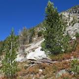 Image result for why do pine trees grow on mountains