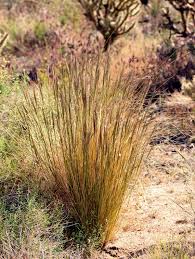 Image result for Achyrospermum laterale