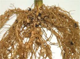 Soybean Growth and Development