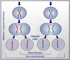 Genetics Basics Lesson 5 Meiosis