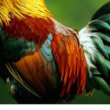 Roosters wings offers 6 features such as contact information. Closeup Of Rooster Wing Feathers Rooster Art Animal Paintings Rooster Images