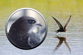 Результат пошуку зображень за запитом "стриж"