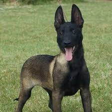 Browse the user profile and get inspired. Pin On Belgian Malinois