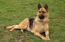 German shepherds are great dogs for the right owners, but they are at risk of certain conditions and illnesses common with the breed. Helensberg German Shepherd Puppies For Sale In South North Carolina