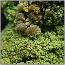 Image result for Micrococca