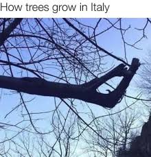 How Trees Grow In Italy Italian Memes Italian Humor Funny Cartoons