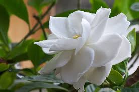 Using chemical insecticides, pesticides and herbicides is not only is. Gardenias Are A Great Plant For Your Greenhouse Garden Greenhouse